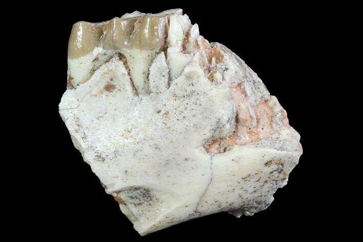 Oreodont (Leptauchenia) Jaw Section - South Dakota #91089